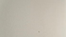 Drywall / Plaster
